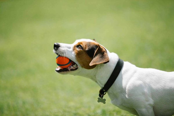 How to Develop a Positive Sleep Routine for a Restless Jack Russell Terrier?